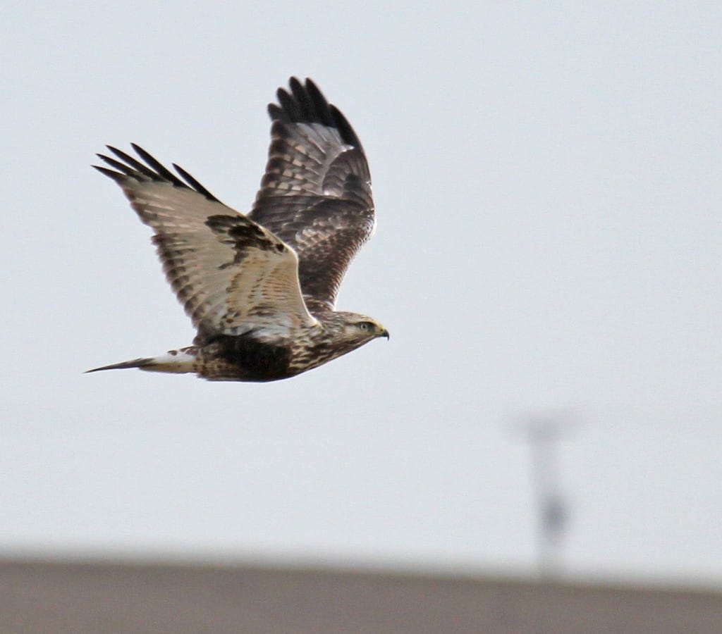 Rough-legged Buzzard, Buckton, by Lee Johnson