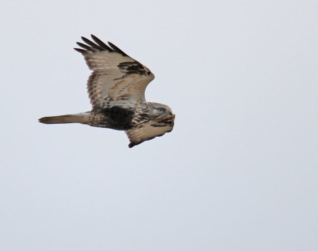 Rough-legged Buzzard, Buckton, Lee Johnson