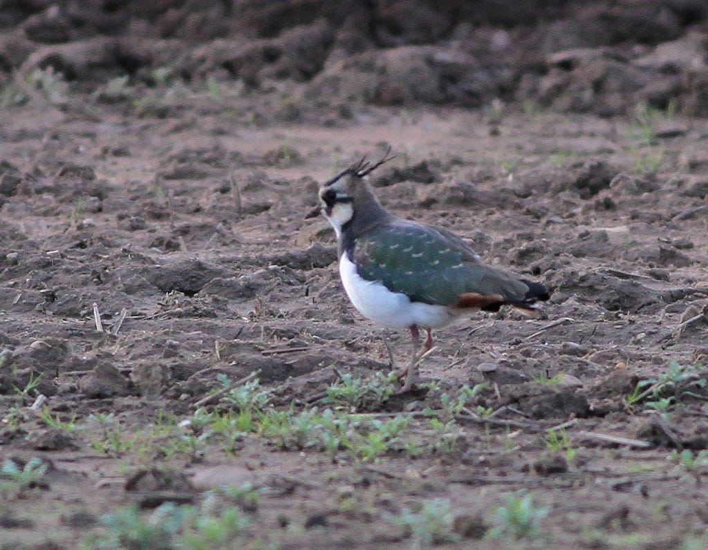 Lapwing, by Martin Garner