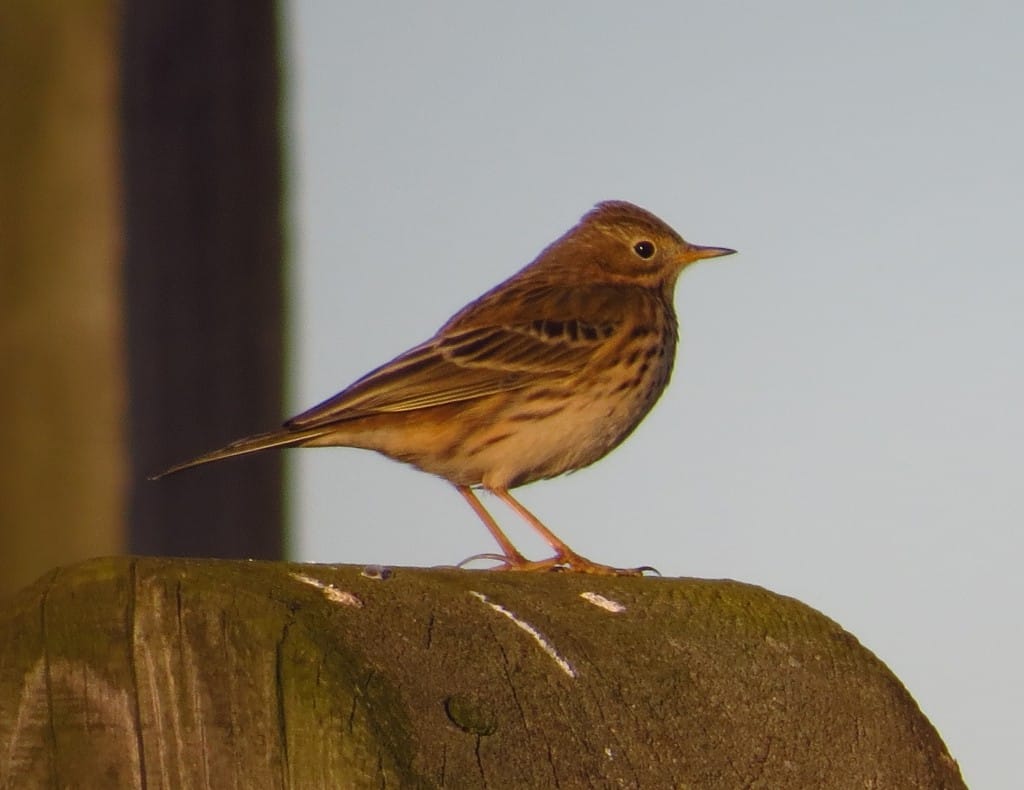 Meadow Pipit, Breil Nook, by Brett Richards