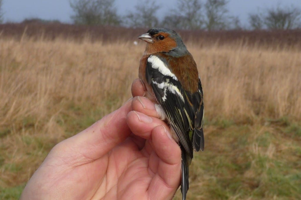 Chaffinch, South Landing, by Jim Morgan