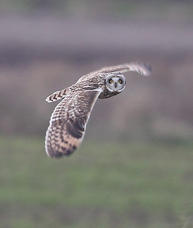 Short-eared Owl, Buckton, Paul Reed