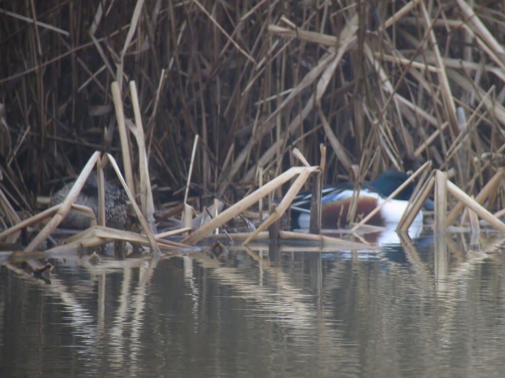 Shoveler, Thornwick Pool, by Brett Richards