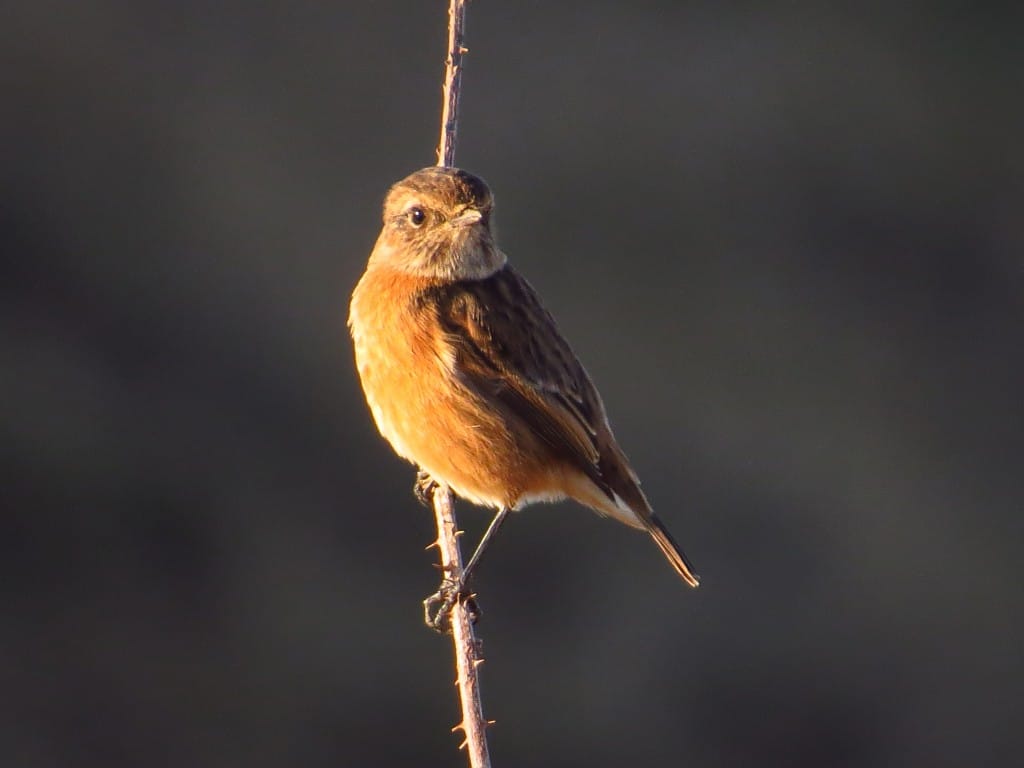 Stonechat, by Brett Richards