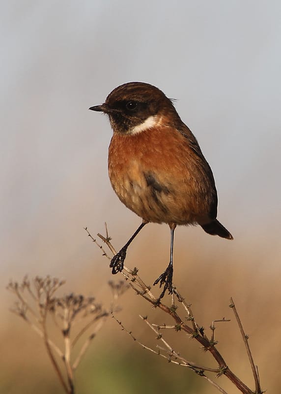 Stonechat, Buckton, by Paul Reed