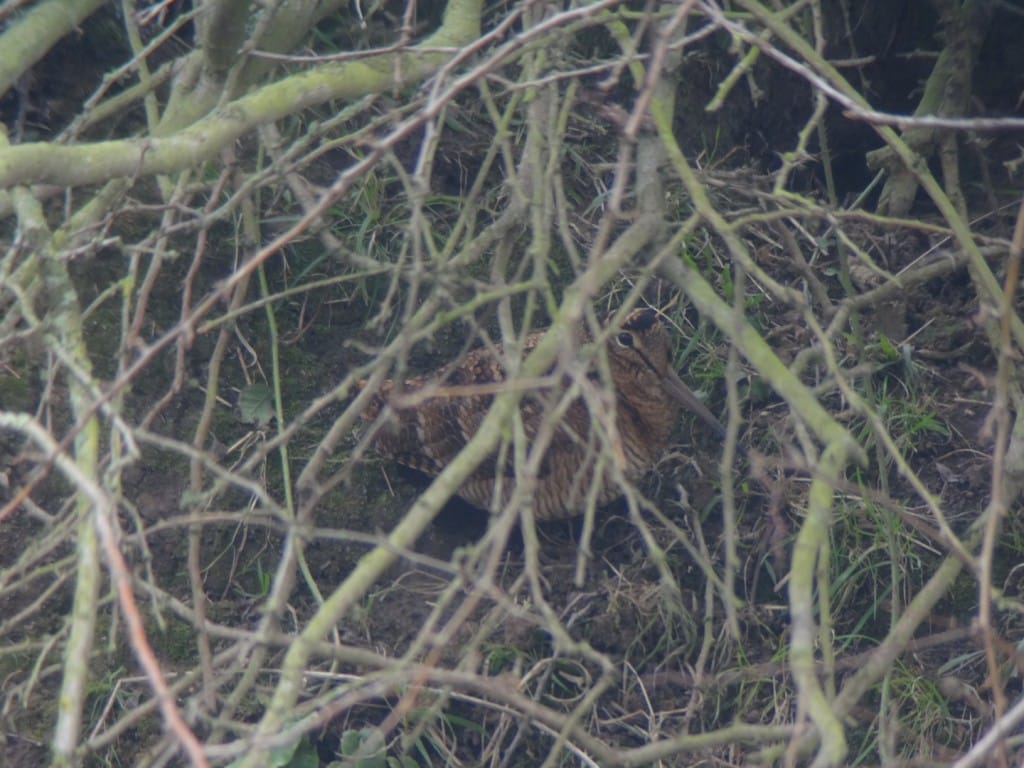 Woodcock, South Landing, by Andy Hood