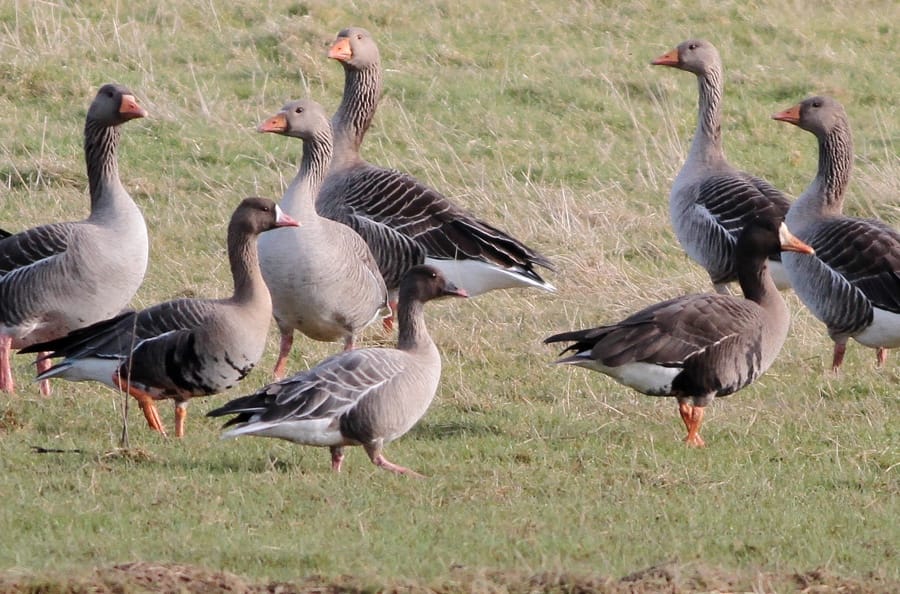 Russian & Greenland White-fronted Geese with a Pink-footed Goose and Greylags, by Martin Garner