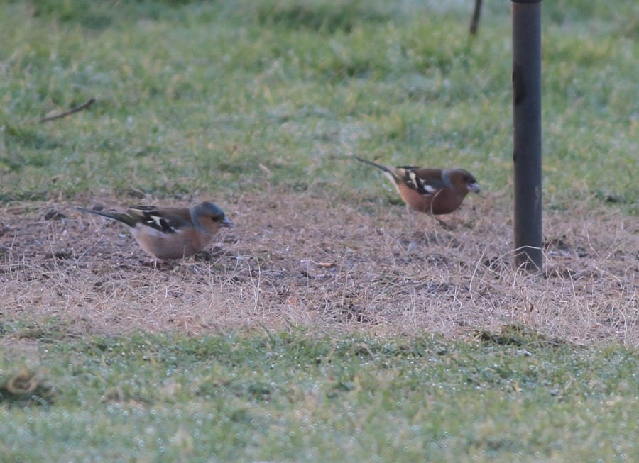 'British' & 'Continental' Chaffinch, Outer Head, by Martin Garner