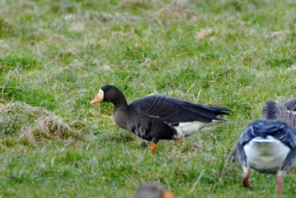Greenland White-fronted Goose, Water Lane, by Andy Hood