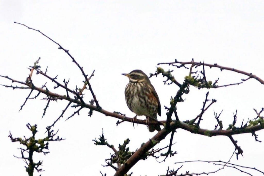 Redwing, by Andy Hood