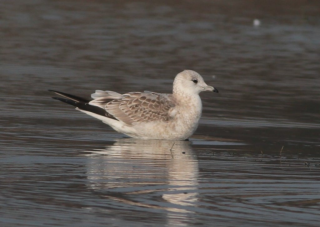 Common Gull, Water Lane, by Martin Garner