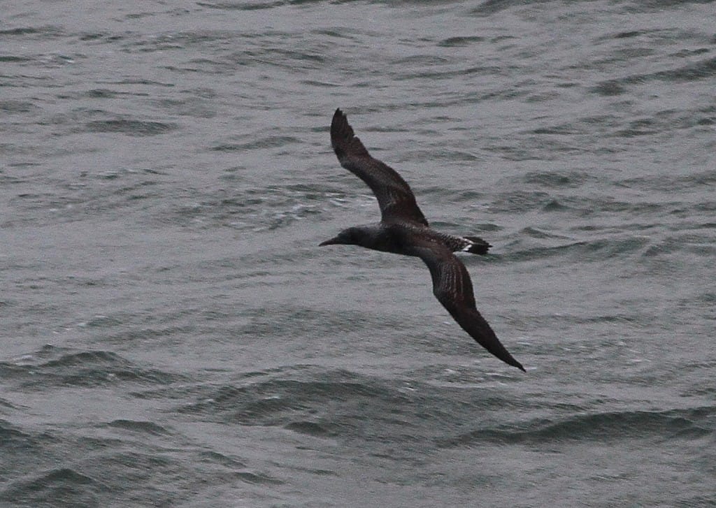 juvenile Gannet, by Martin Garner
