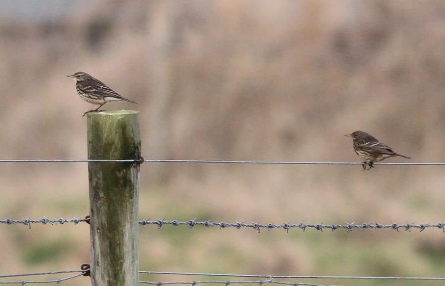 Scandinavian (littoralis) & 'British (petrosus) Rock Pipits, Oyter Head, by Martin Garner