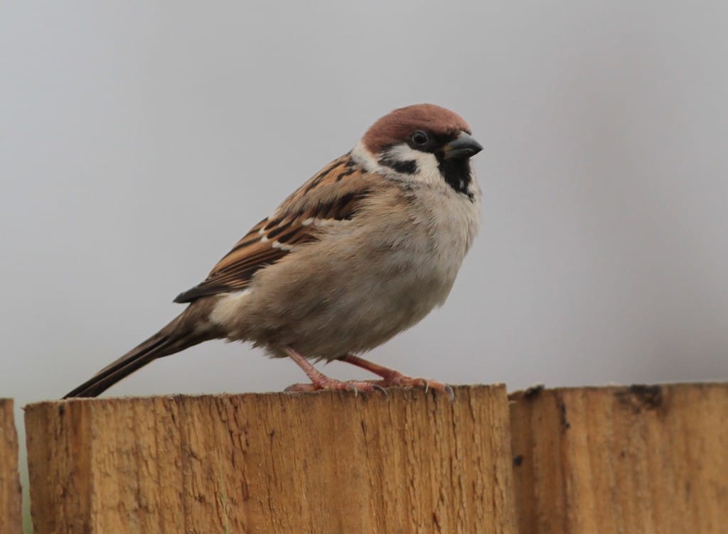 Tree Sparrow, by Martin Garner