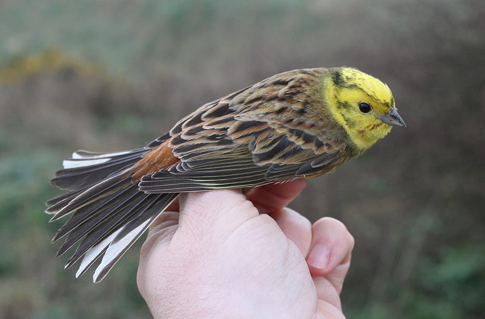 Yellowhammer adult male, Buckton by Mark Thomas