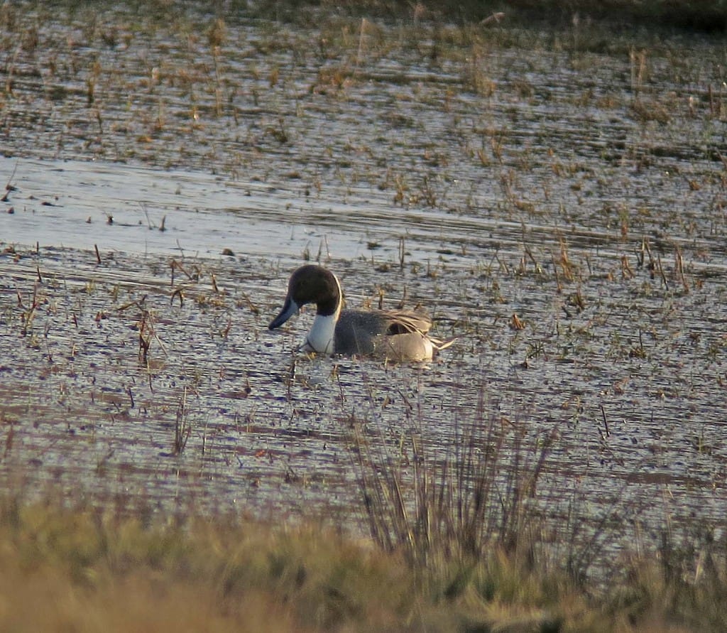 Pintail, North Marsh, by John Beaumont
