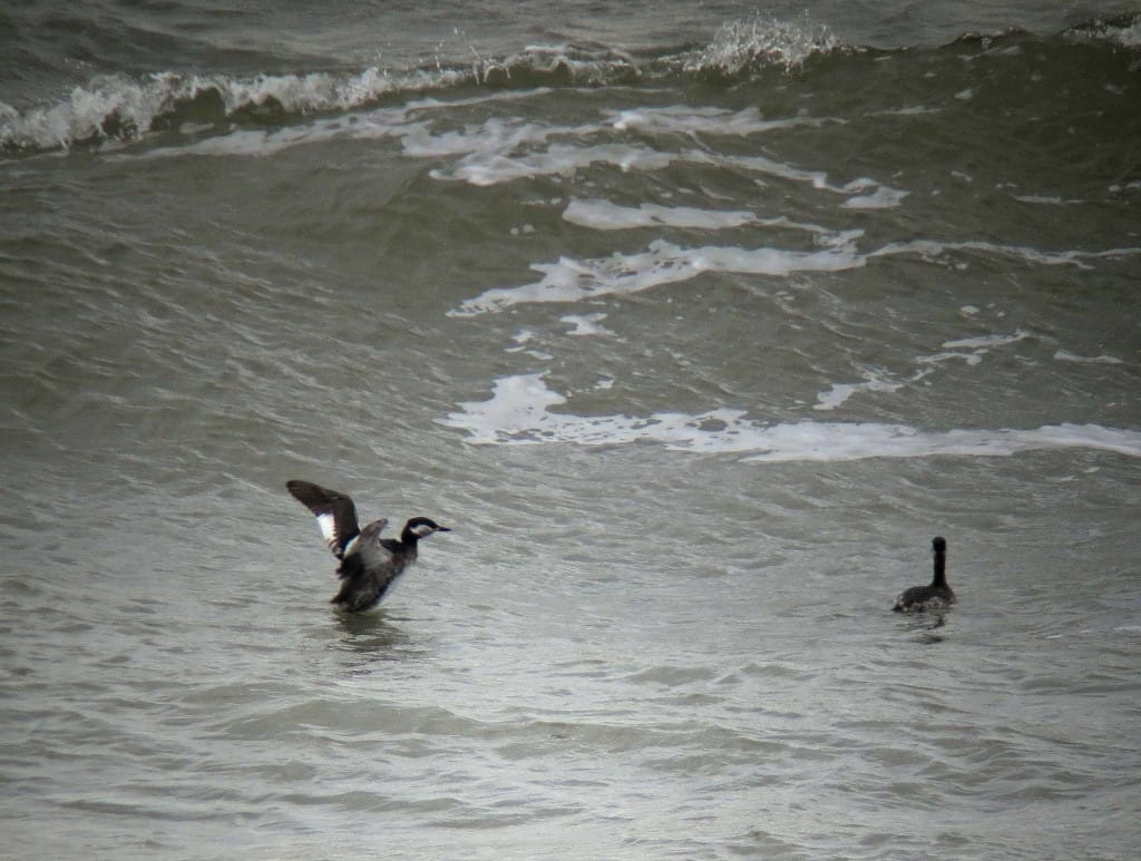 Red-necked Grebes, Sewerby, by John Beaumont
