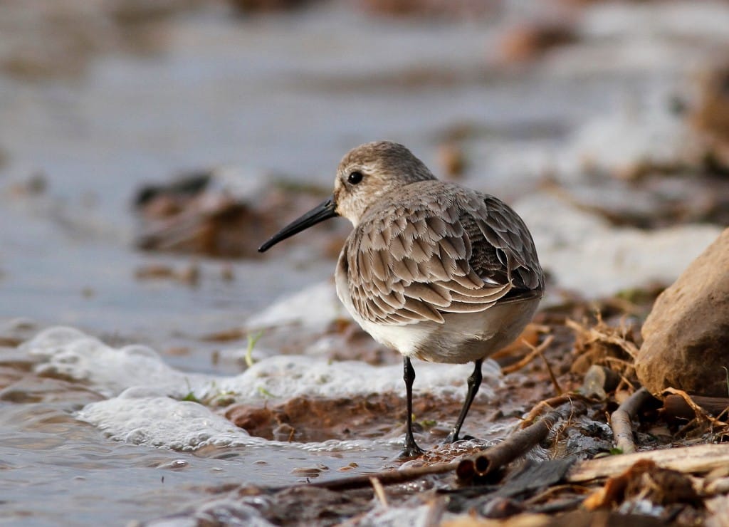 Dunlin, Thornwick Pool, by Craig Thomas