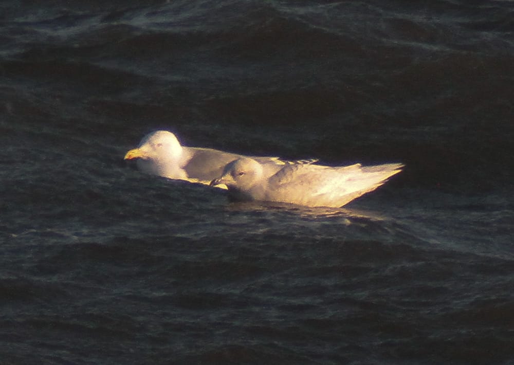 Iceland Gull, by Martin Garner
