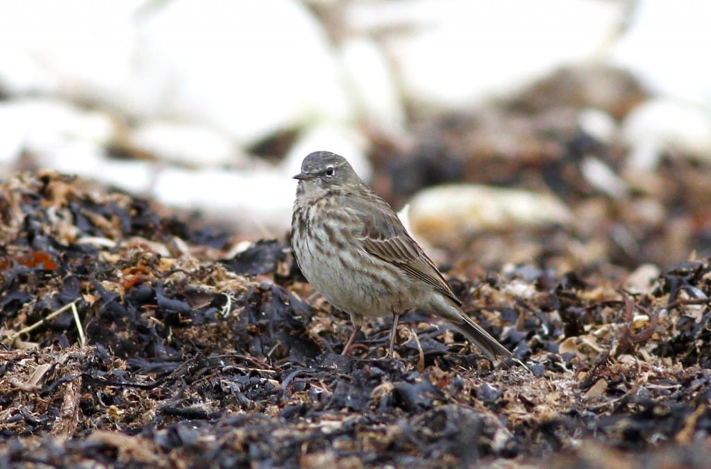 Scandinavian Rock Pipit, South Landing, by Craig Thomas