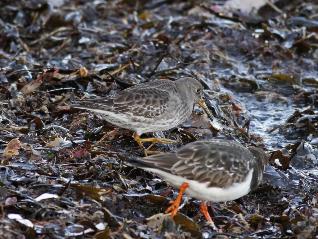 Purple Sandpiper with Turnstone, Sewerby, by John Beaumont