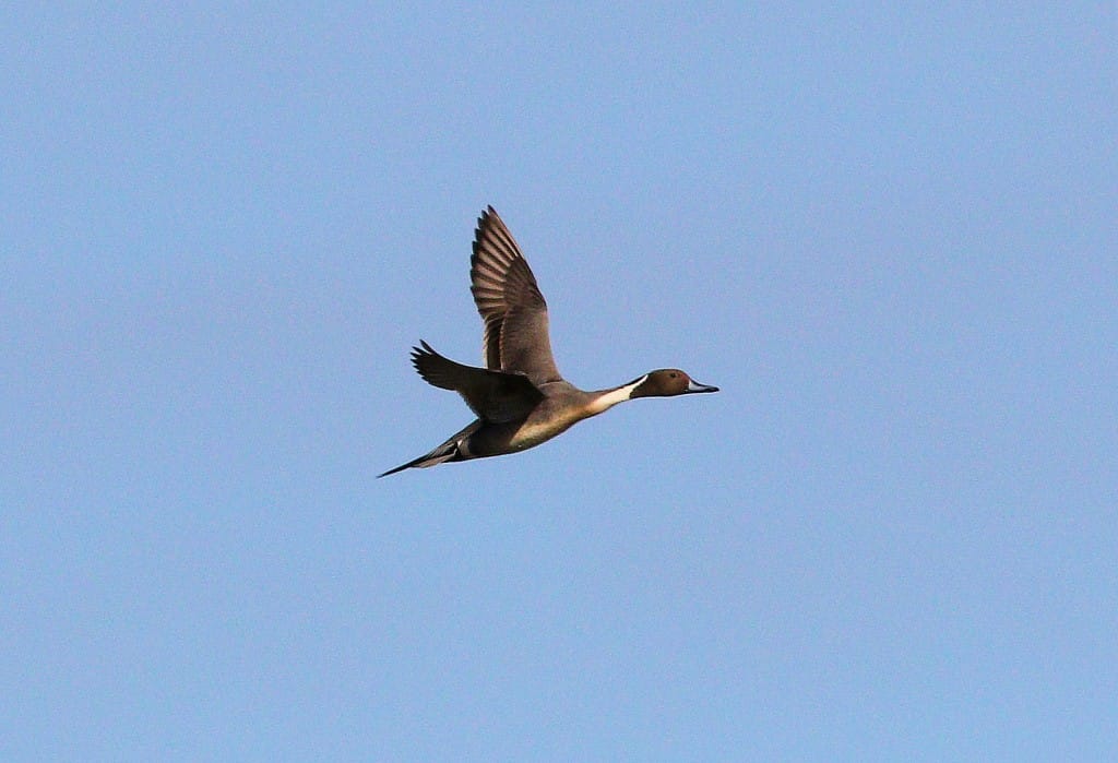 Pintail, North Marsh, by Andrew Lassey