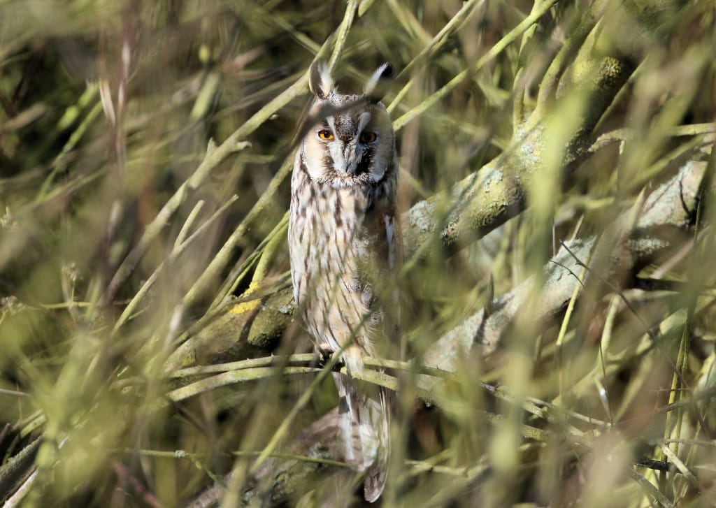 Long-eared Owl, Outer Head, by Andrew Lassey