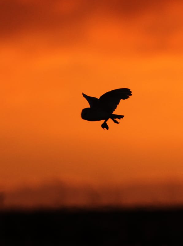 Barn Owl, Buckton, by Paul Reed