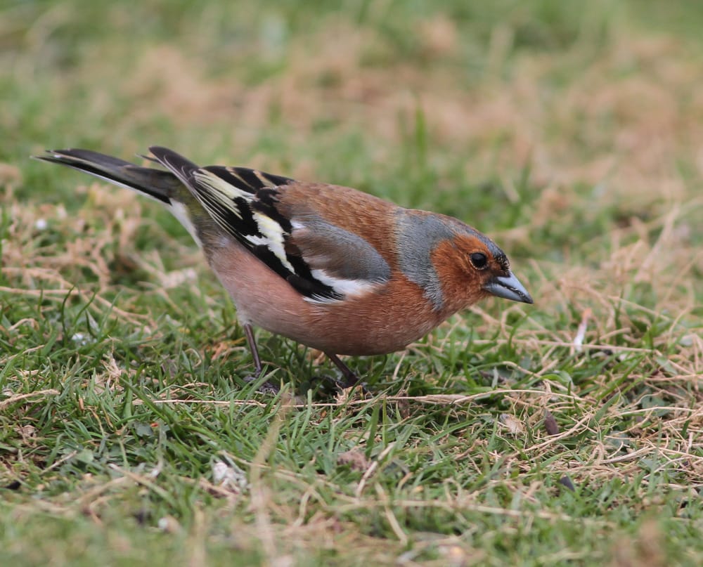 Chaffinch, Outer Head, by Martin Garner