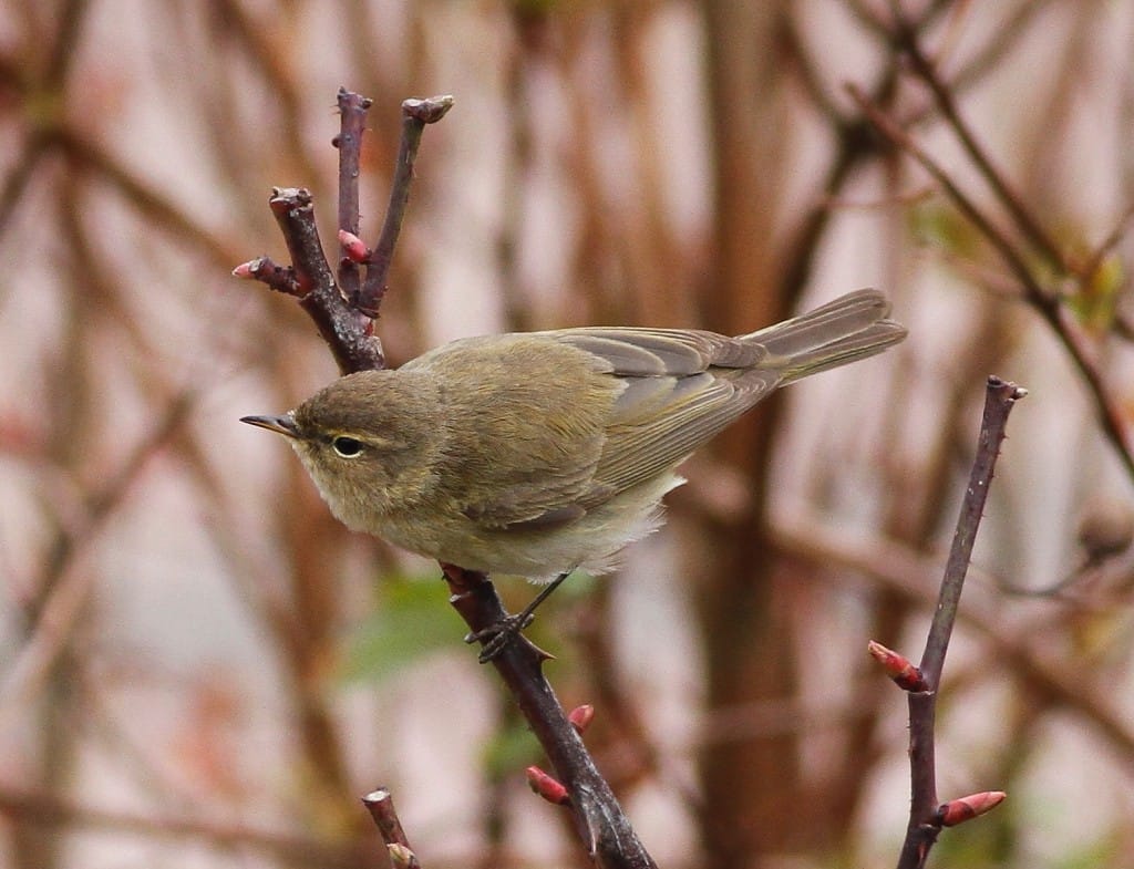 Chiffchaff on Church Lane, by Craig Thomas