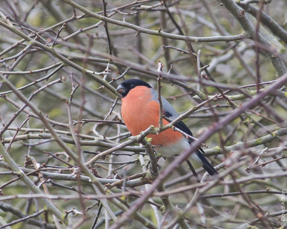 Male Bullfinch, Bempton RSPB, by Dave Aitken