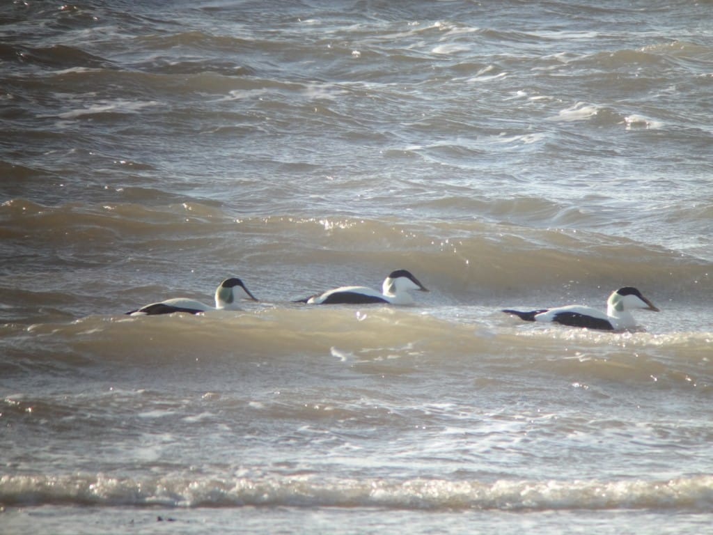 Eiders off South Landing, by Andy Hood