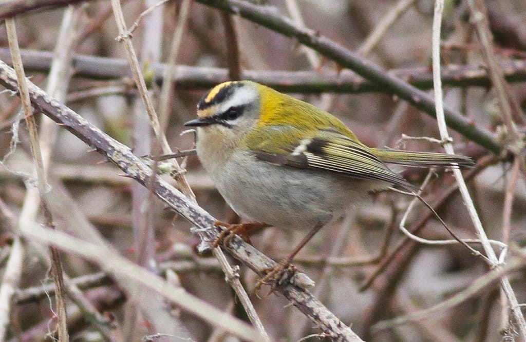 Firecrest, Old Fall Hedge, by Craig Thomas