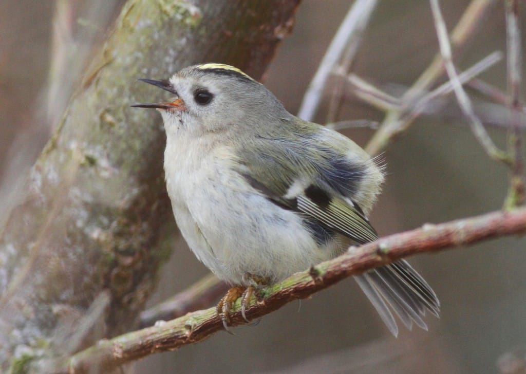 Goldcrest, Outer Head, by Craig Thomas