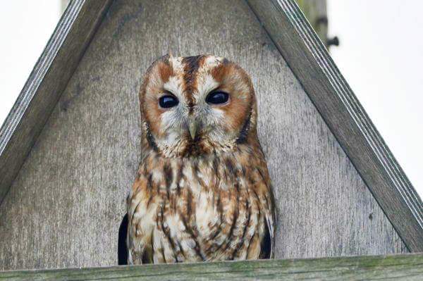 Tawny Owl, Oceanview, by Andy Hood