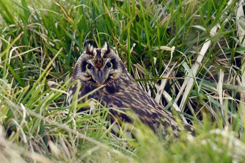 Short-eared Owl, Oceanview, by Andy Hood