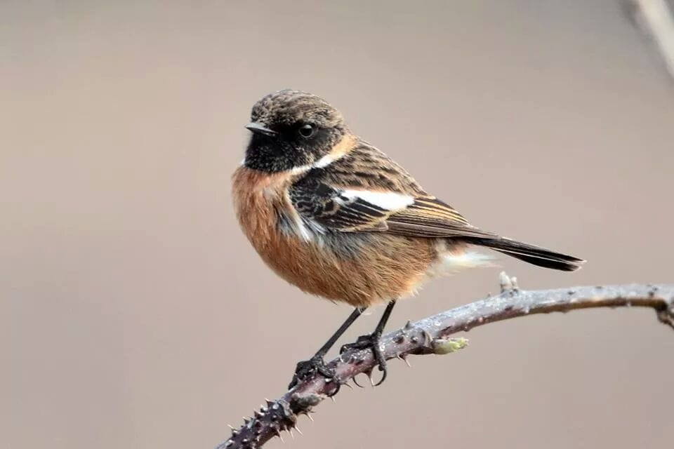 Stonechat, Thornwick, by Andy Hood