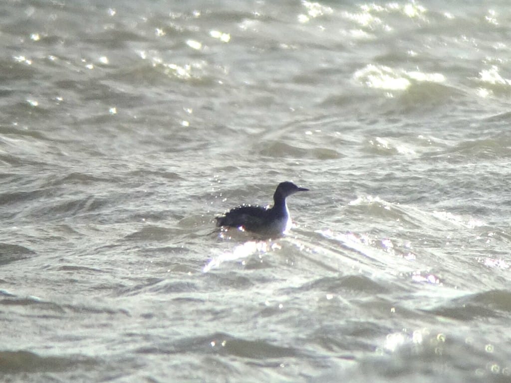 Red-necked Grebe, off Sewerby, by Andy Hood