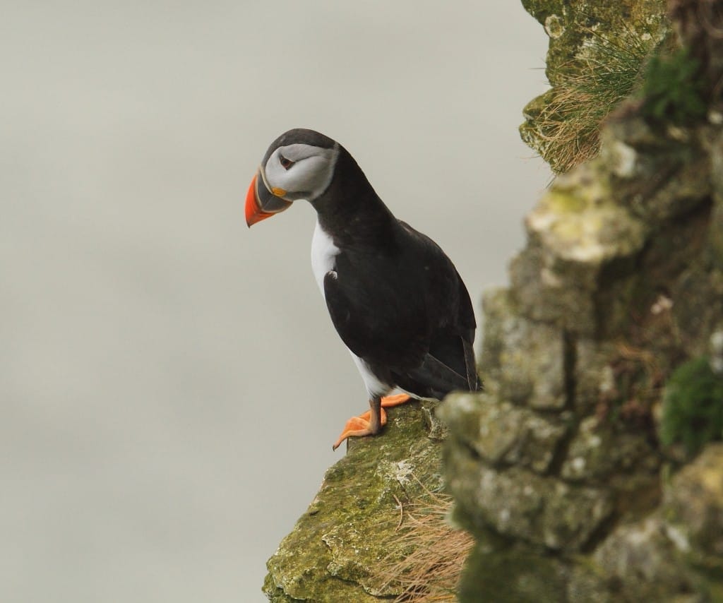 Puffin by Alan Walkington