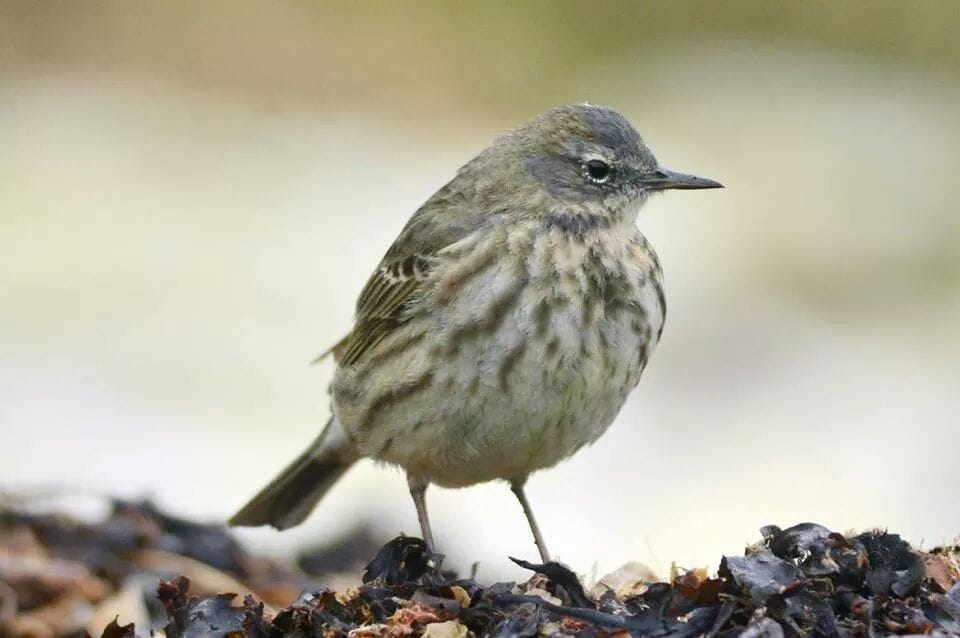 "littoralis Rock Pipit by Andy Hood