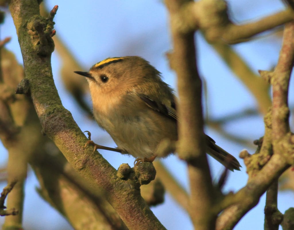 Goldcrest, Long Hedge, by Chrys Mellor