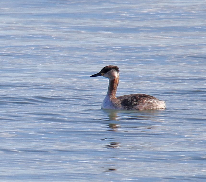 Red-necked Grebe, off Sewerby, by Lee Johnson