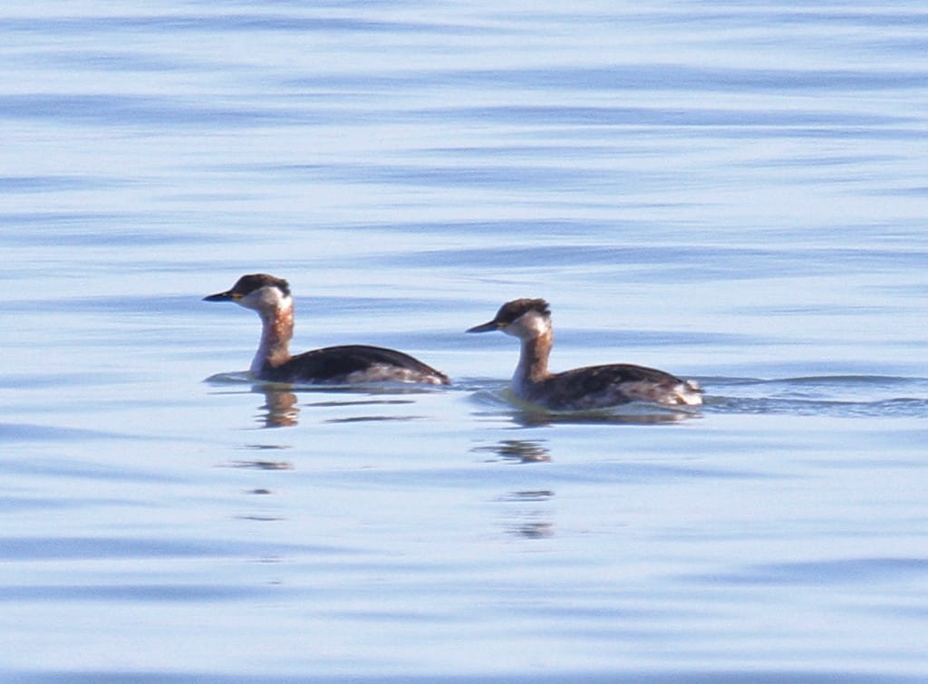 Red-necked Grebes, off Sewerby, by Lee Johnson