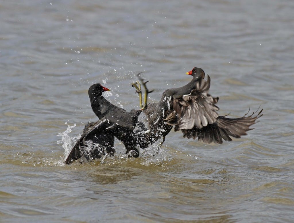 Moorhens, Thornwick Pool, by John Beaumont