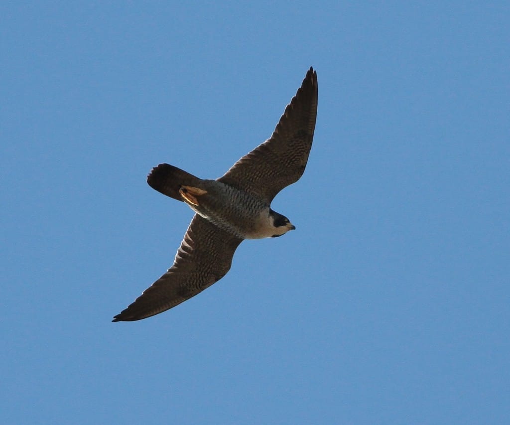 Peregrine, by Martin Garner
