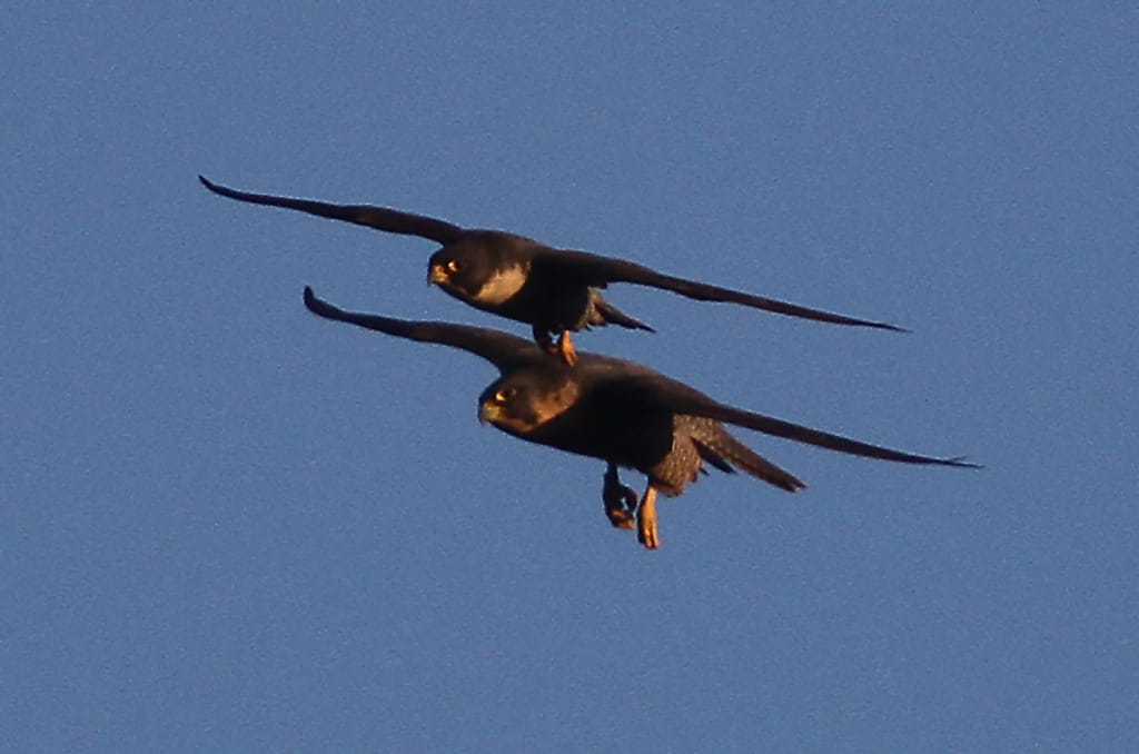 Peregrines, by Paul Reed