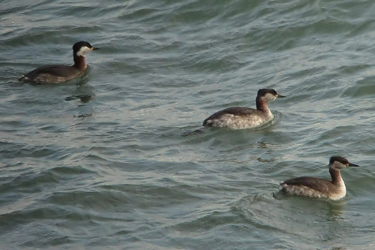 Red-necked Grebes off Sewerby, by Tony Dixon