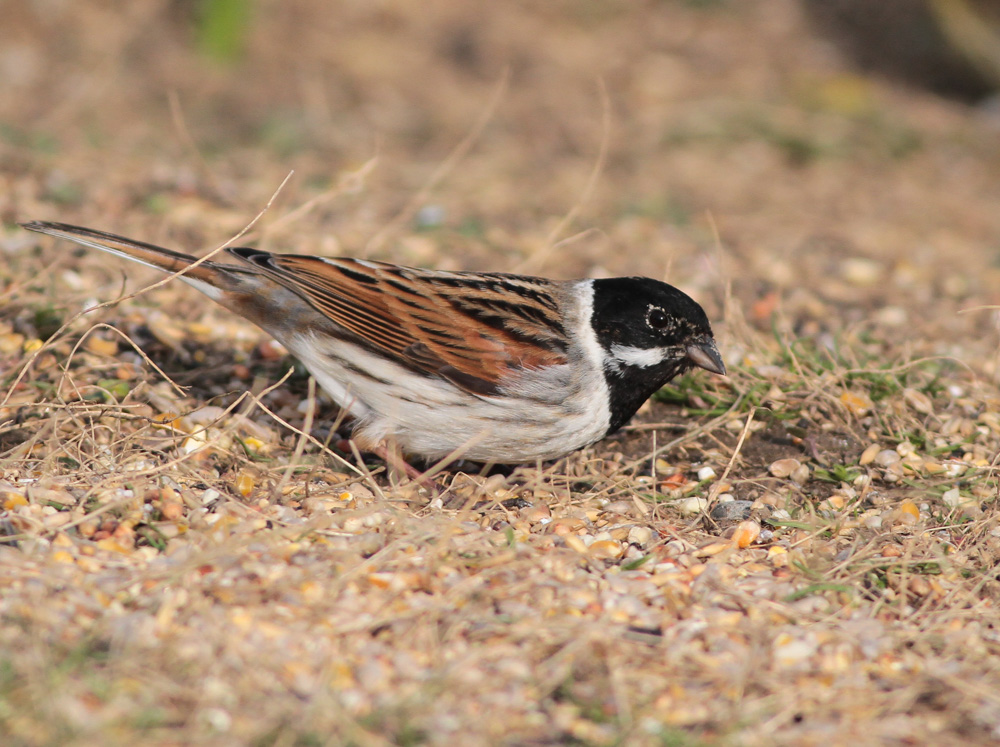 Reed Bunting, Outer Head, by Martin Garner