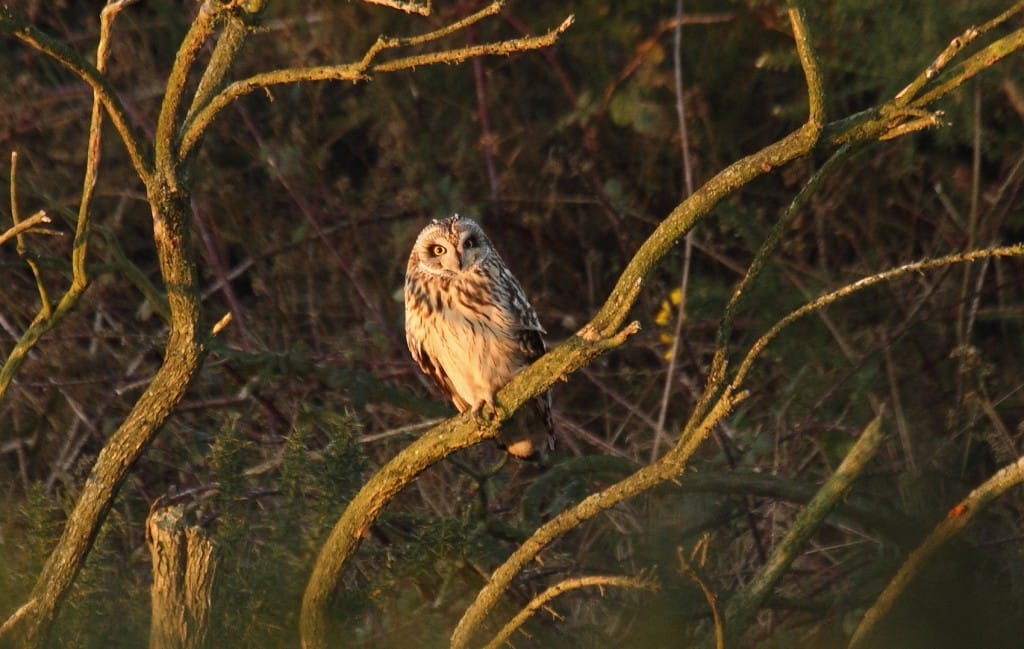 Short-eared Owl, Buckton, by Alan Walkington