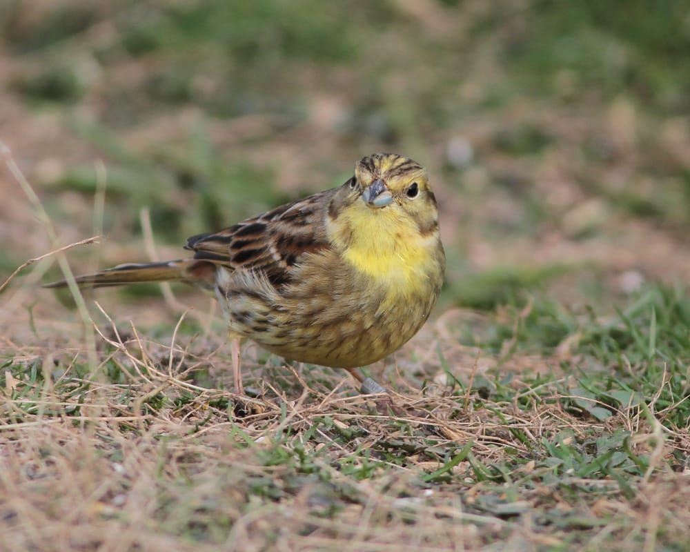 Yellowhammer, Outer Head, by Martin Garner